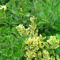 Euonymus fortunei 'Aureus'